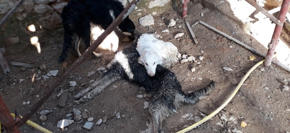 Cani murati vivi in un casolare diroccato senza acqua né cibo